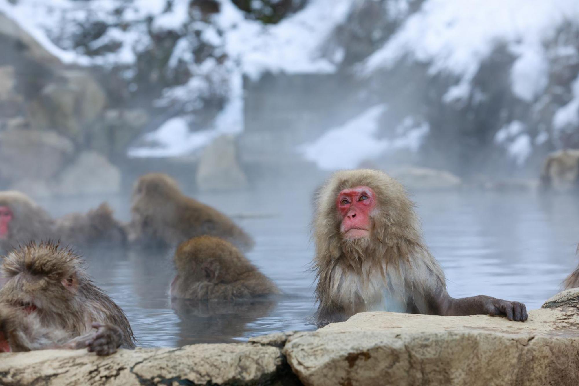 Ikariya Ryokan Yamanouchi  Bagian luar foto